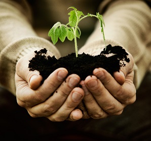 Hands holding soil and seedling