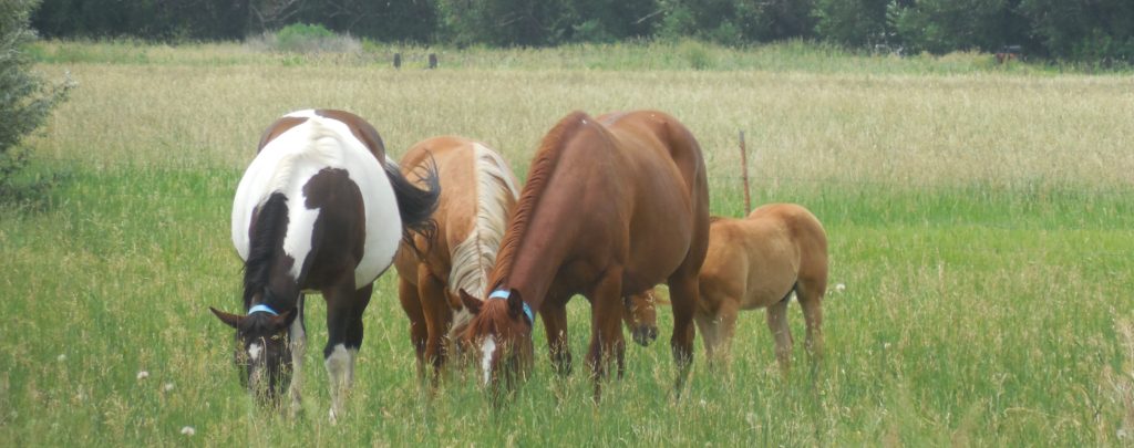 Four horses grazing in a pasture