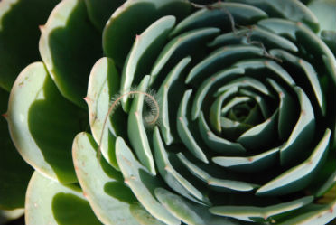 close up of succulent