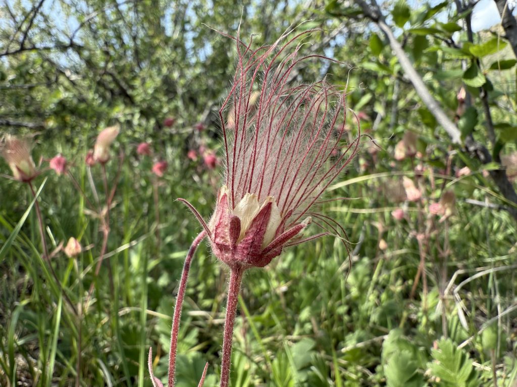 Geum triflorum, or prairie smoke, feathery pink seed head with a background of green foliage.